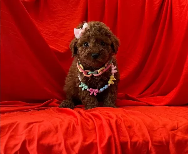 Süper Renkleriyle A Kalite Red Brow Toy Poodle