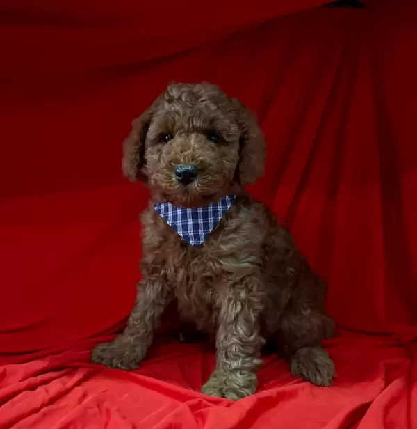 Süper Renkleriyle A Kalite Red Brow Toy Poodle