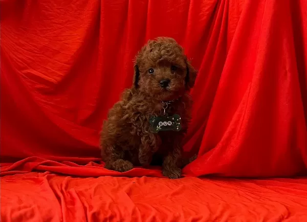 Süper Renkleriyle A Kalite Red Brow Toy Poodle