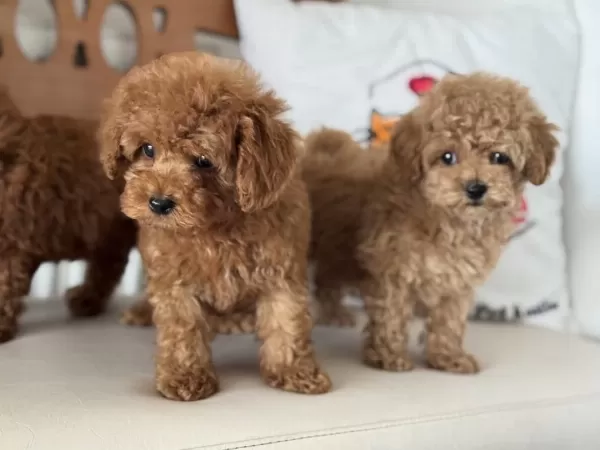 Petmode Köpek Çiftliğinde Ziyarete Açık Toy Poodle
