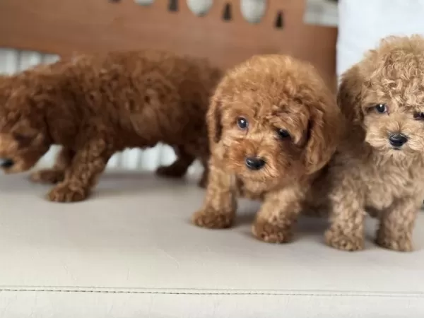 Petmode Köpek Çiftliğinde Ziyarete Açık Toy Poodle