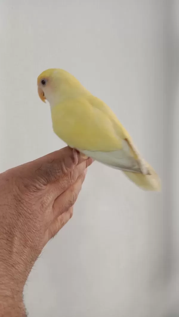 Harika Sevda Papağanımız