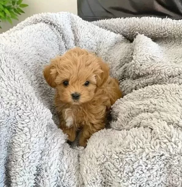 Bebek Yüzlü Kore Maltipo Yavruları