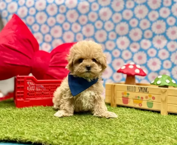 Kore Kan Maltipoo Mini Ve Sevimli