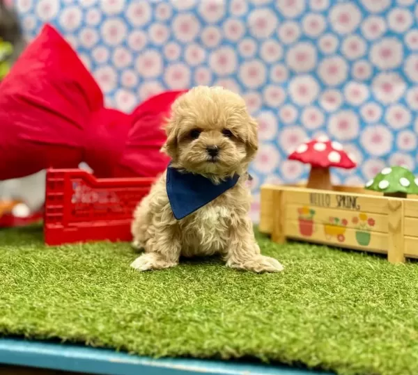 Kore Kan Maltipoo Mini Ve Sevimli