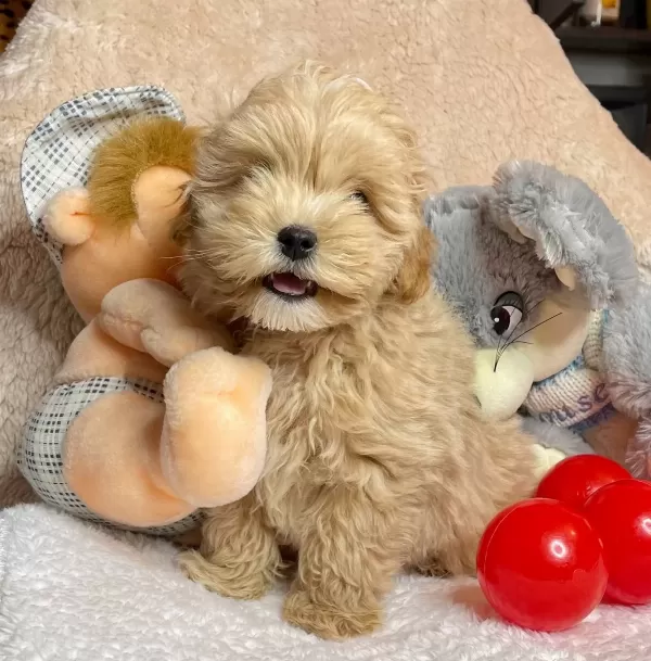 Maltipoo Kore Kanı Teacup Anne Baba Secereli Özel Yavrumuz