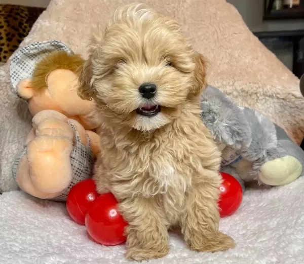 Maltipoo Kore Kanı Teacup Anne Baba Secereli Özel Yavrumuz