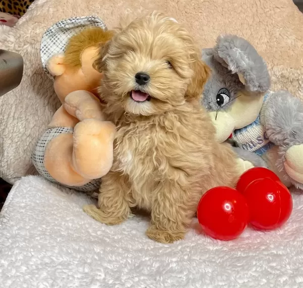 Maltipoo Kore Kanı Teacup Anne Baba Secereli Özel Yavrumuz