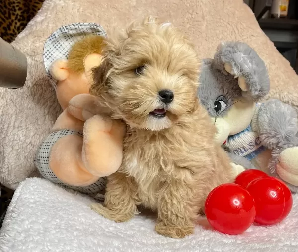 Maltipoo Kore Kanı Teacup Anne Baba Secereli Özel Yavrumuz
