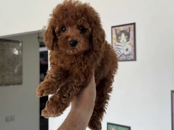 Ankranın En Özel Redbrown Toy Poodle Yavruları