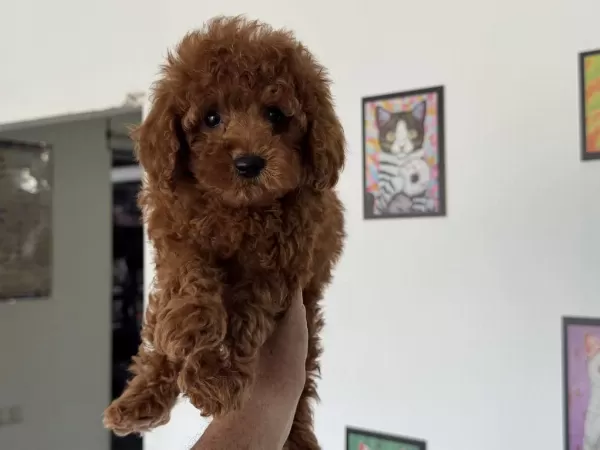 Ankranın En Özel Redbrown Toy Poodle Yavruları