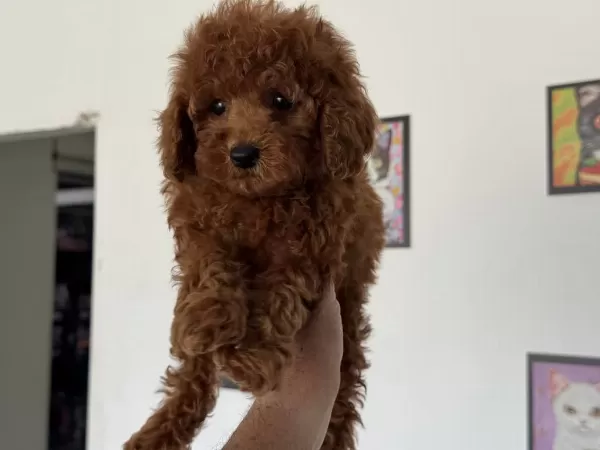 Ankranın En Özel Redbrown Toy Poodle Yavruları