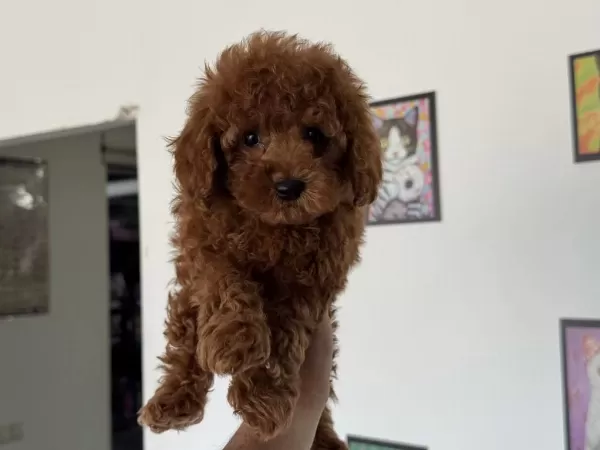 Ankranın En Özel Redbrown Toy Poodle Yavruları