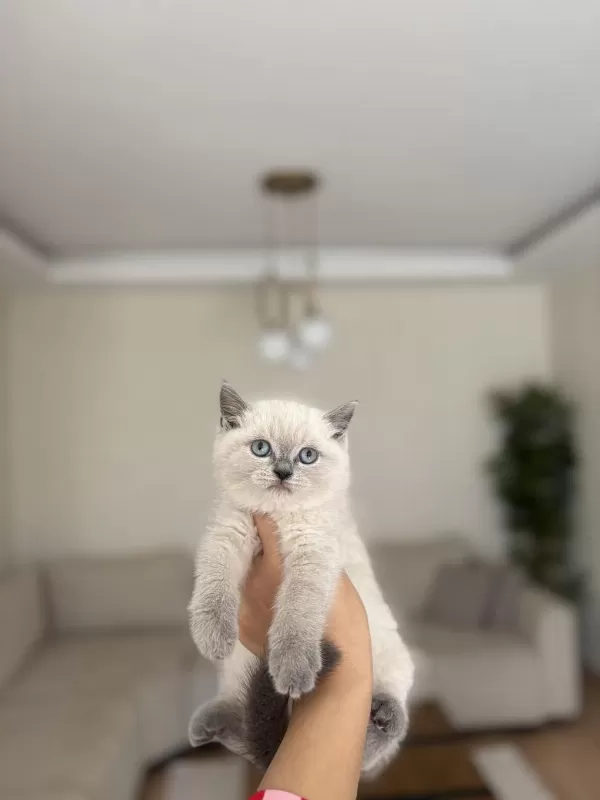 British Shorthair Blue Point Yavrularim