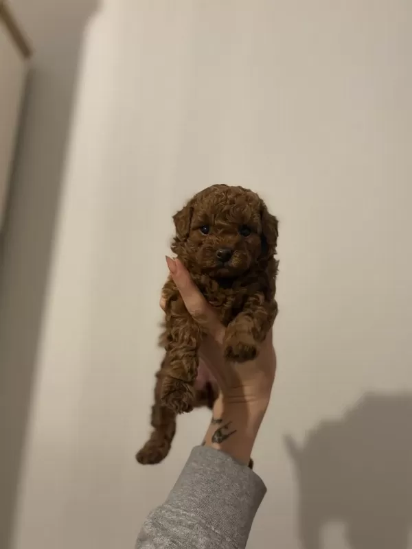2 Buçuk Aylık Aşılı Erkek Poodle Yavrular