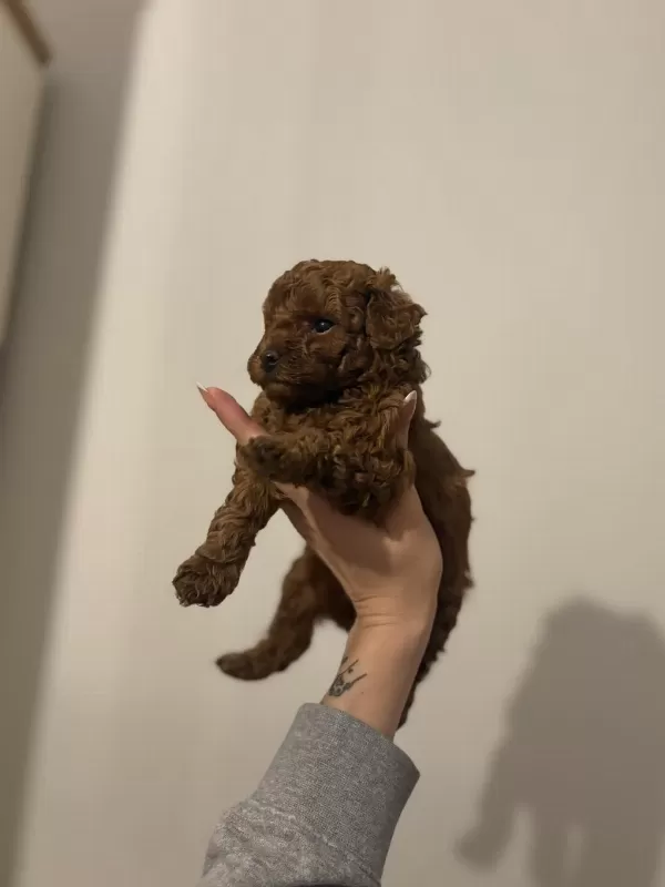 2 Buçuk Aylık Aşılı Erkek Poodle Yavrular