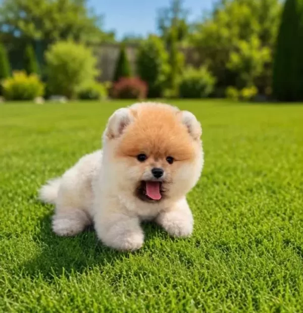 Teddy Bear Ayı Surat
