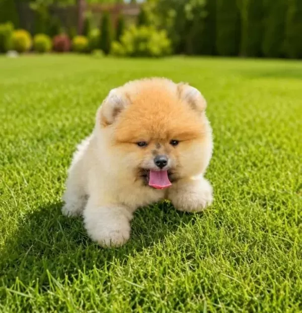 Teddy Bear Ayı Surat