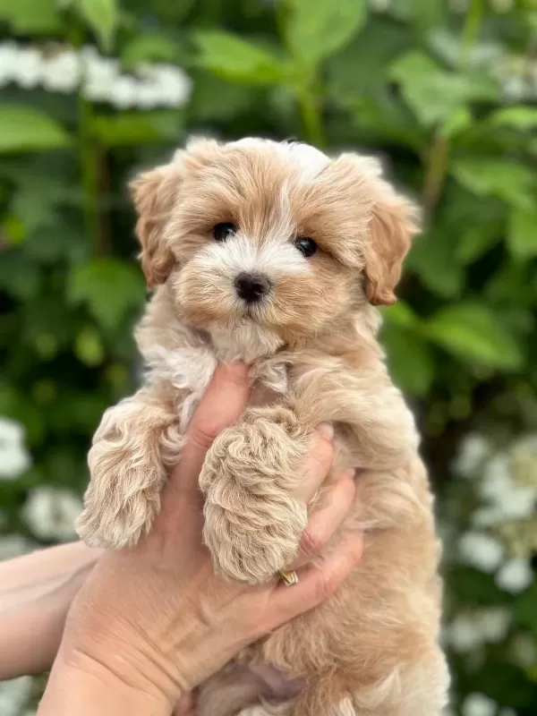 Sağlık Ve İrk Garantili Maltipoo Bebeklerim