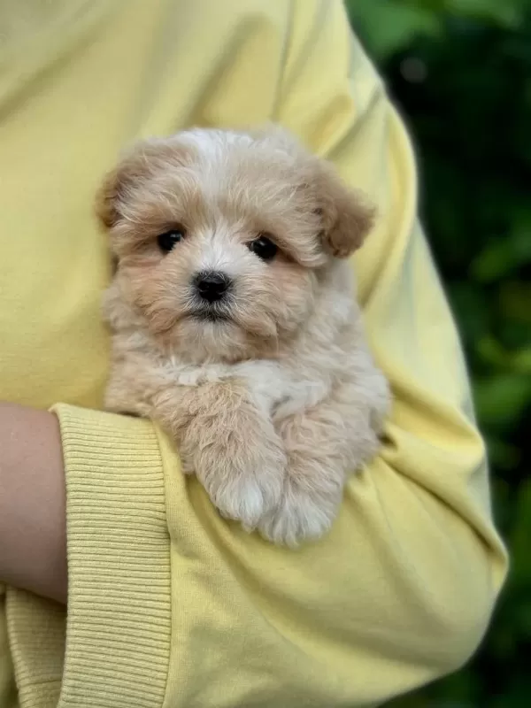 Sağlık Ve İrk Garantili Maltipoo Bebeklerim