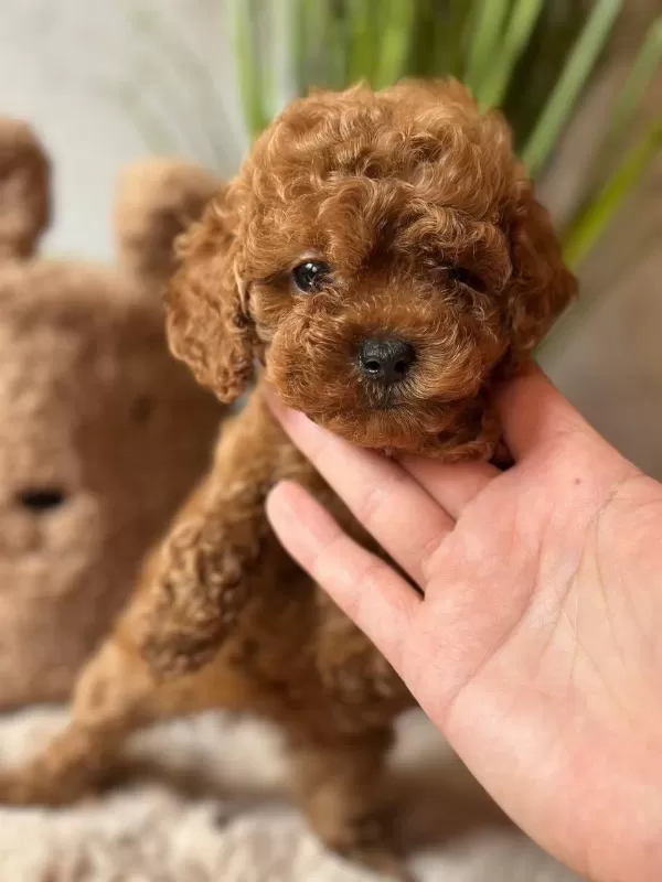 Sağlıklı Toy Poodle Korekan
