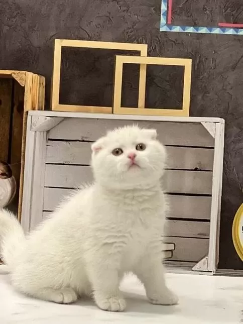 Scottish Fold Beyaz Yavrularim