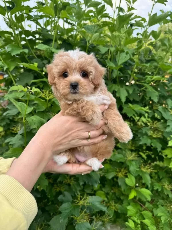 Maltipoo Yavrularımız