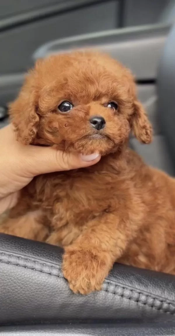 Harika Toy Poodle Köpeği
