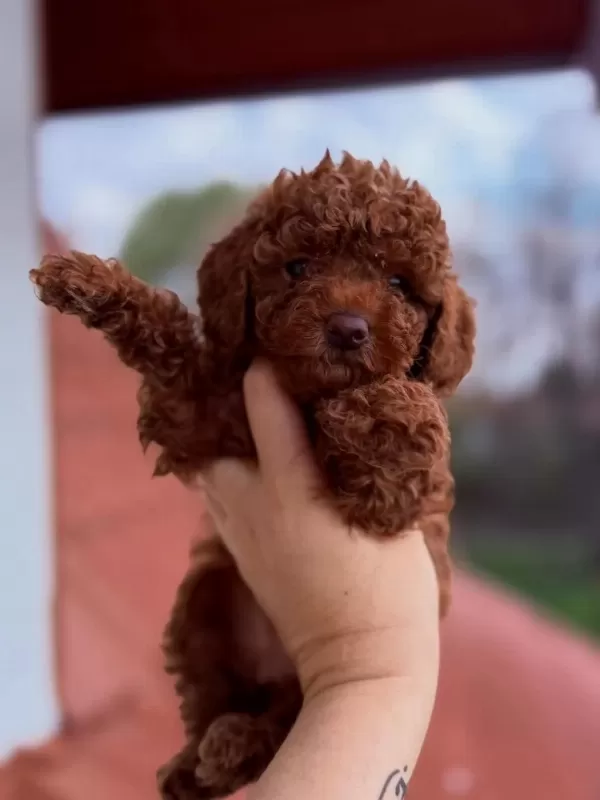 Kusursuz Güzellikteki Toy Poodle Yavrular
