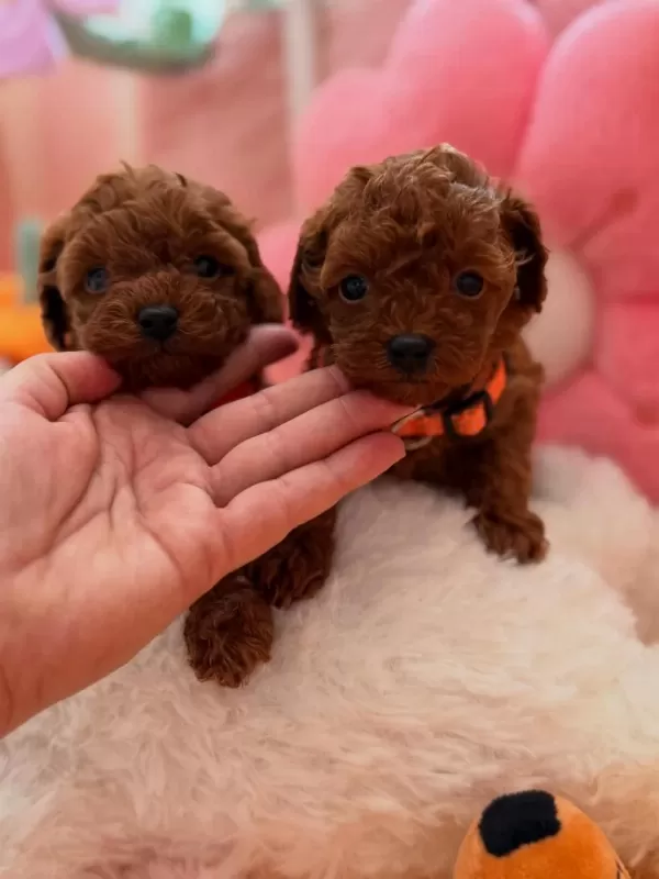 Sağlıklı Toy Poodle Yavrular