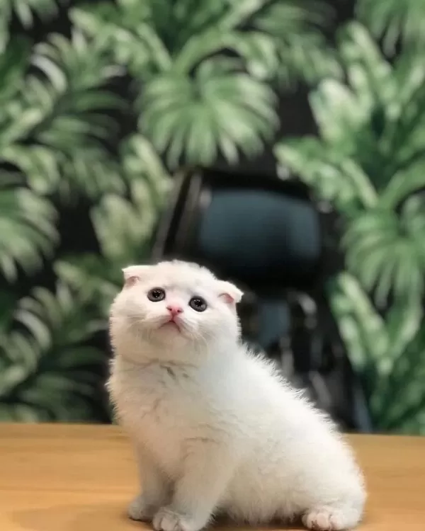 Scottish Fold Beyaz Yavrularim