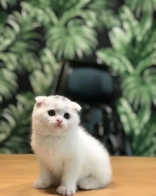 Scottish Fold Beyaz Yavrularim