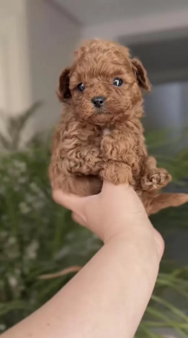 Harika Toy Poodle Köpekler