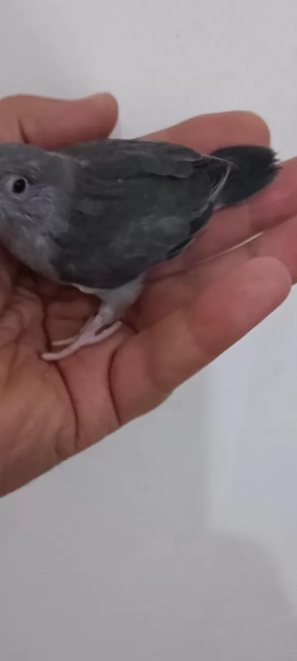 Kara Kartal Erkek Forpus