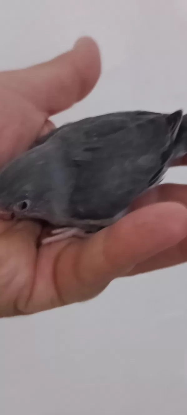 Kara Kartal Erkek Forpus