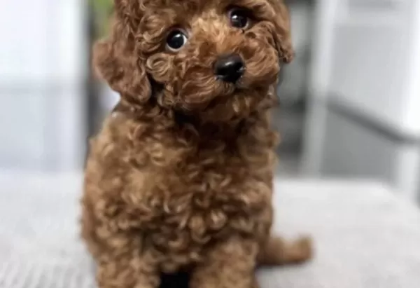 Toy Poodle Eğitimli Köpeğimiz