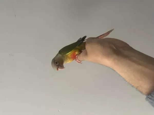 Full Evcil Yeni Yeme Düşmüş Bebek Konur Papağanı