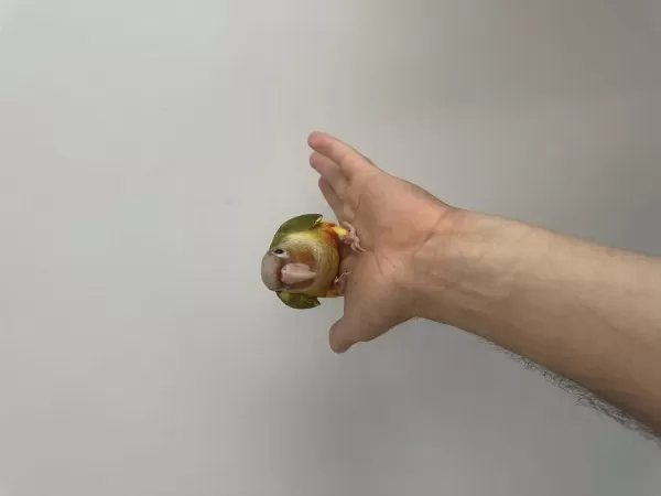 Full Evcil Yeni Yeme Düşmüş Bebek Konur Papağanı