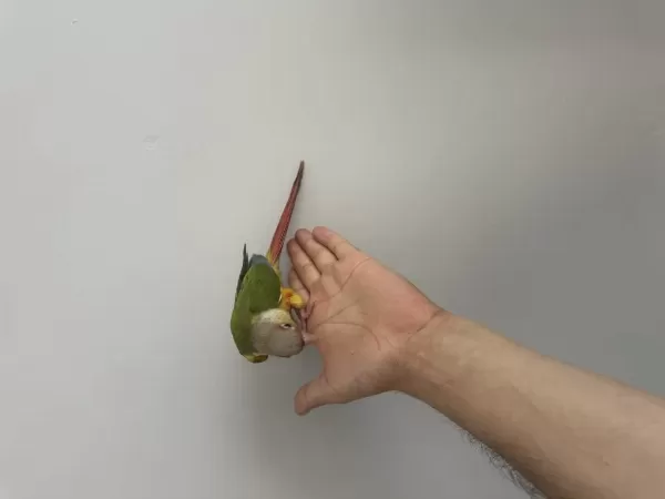 Full Evcil Yeni Yeme Düşmüş Bebek Konur Papağanı