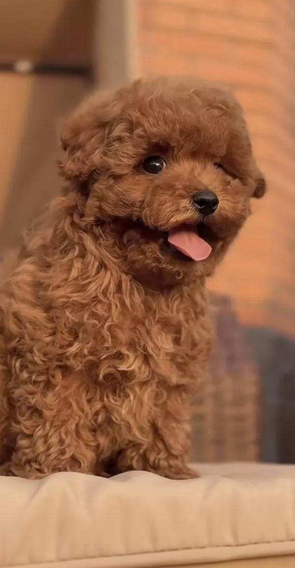Sağlıklı Toy Poodle Köpeği