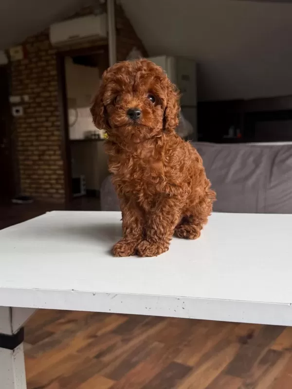 Orjinal Poodle Yavrumuz Mex