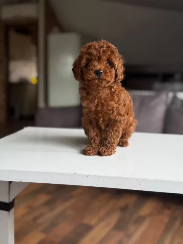 Orjinal Poodle Yavrumuz Mex