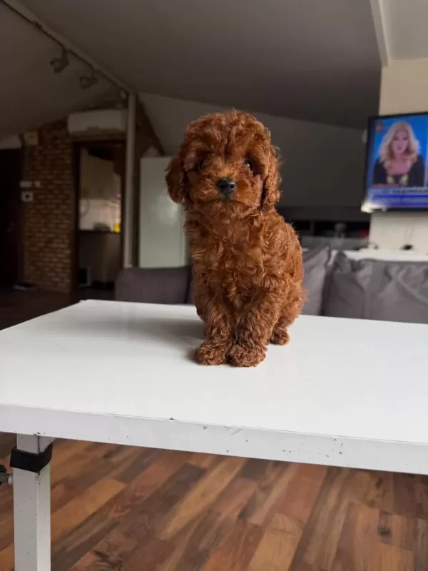 Orjinal Poodle Yavrumuz Mex