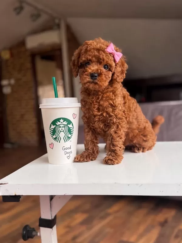 Orjinal Toy Poodle Yavrumuz Lupi