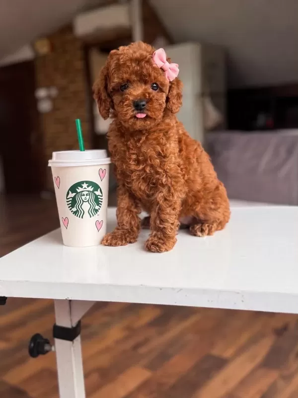 Orjinal Toy Poodle Yavrumuz Lupi