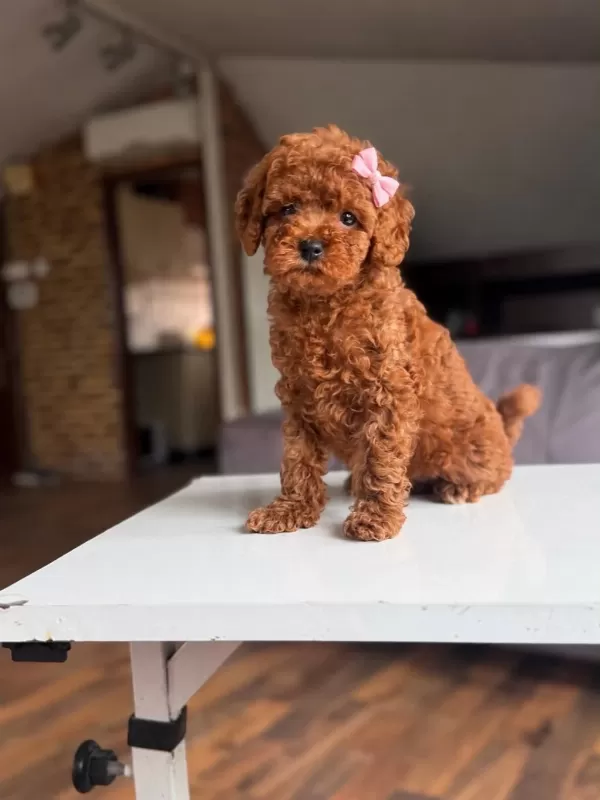 Orjinal Toy Poodle Yavrumuz Lupi
