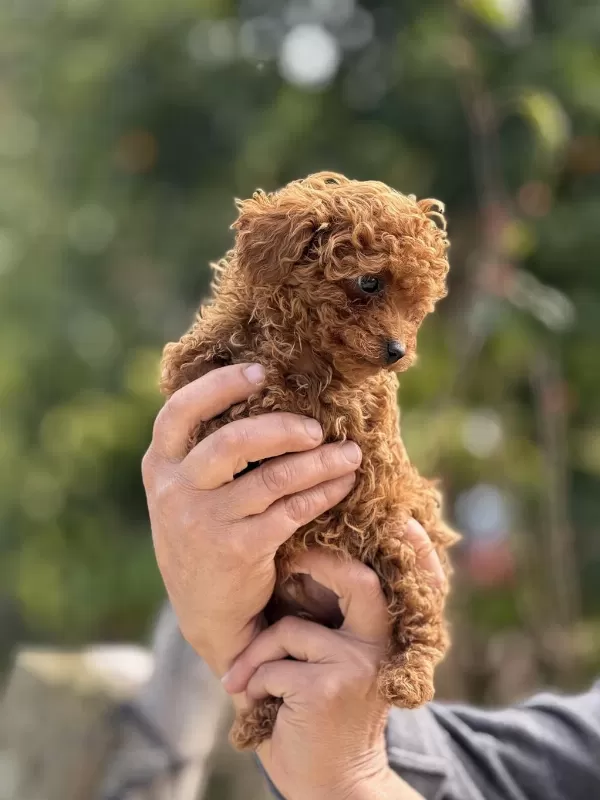 Aşili Çiş Eğitimli Teacup Toy Poodle
