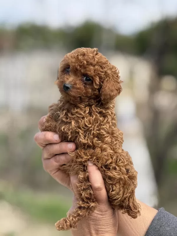 Aşili Çiş Eğitimli Teacup Toy Poodle