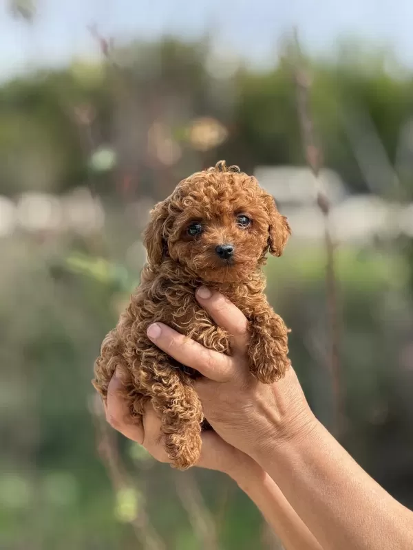 Aşili Çiş Eğitimli Teacup Toy Poodle