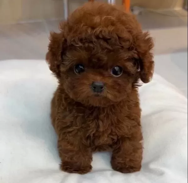 Mi̇nyatür Poodle Bebekleri̇mi̇z Vonalp Petshopta